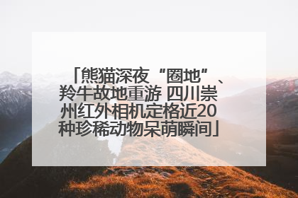 熊猫深夜“圈地”、羚牛故地重游 四川崇州红外相机定格近20种珍稀动物呆萌瞬间